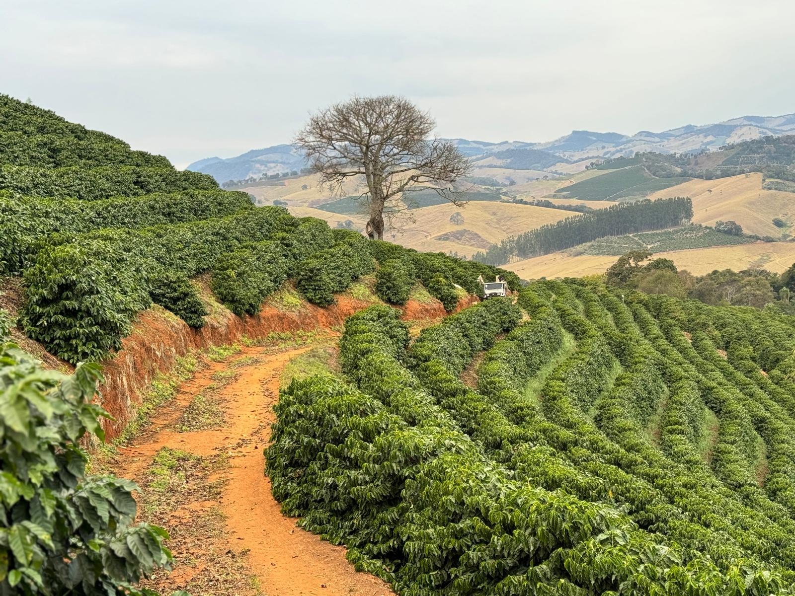 Anthem Coffee Imports Background